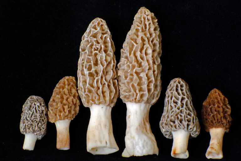 Morel Mushrooms for use in Wild Mushroom Hand Pies