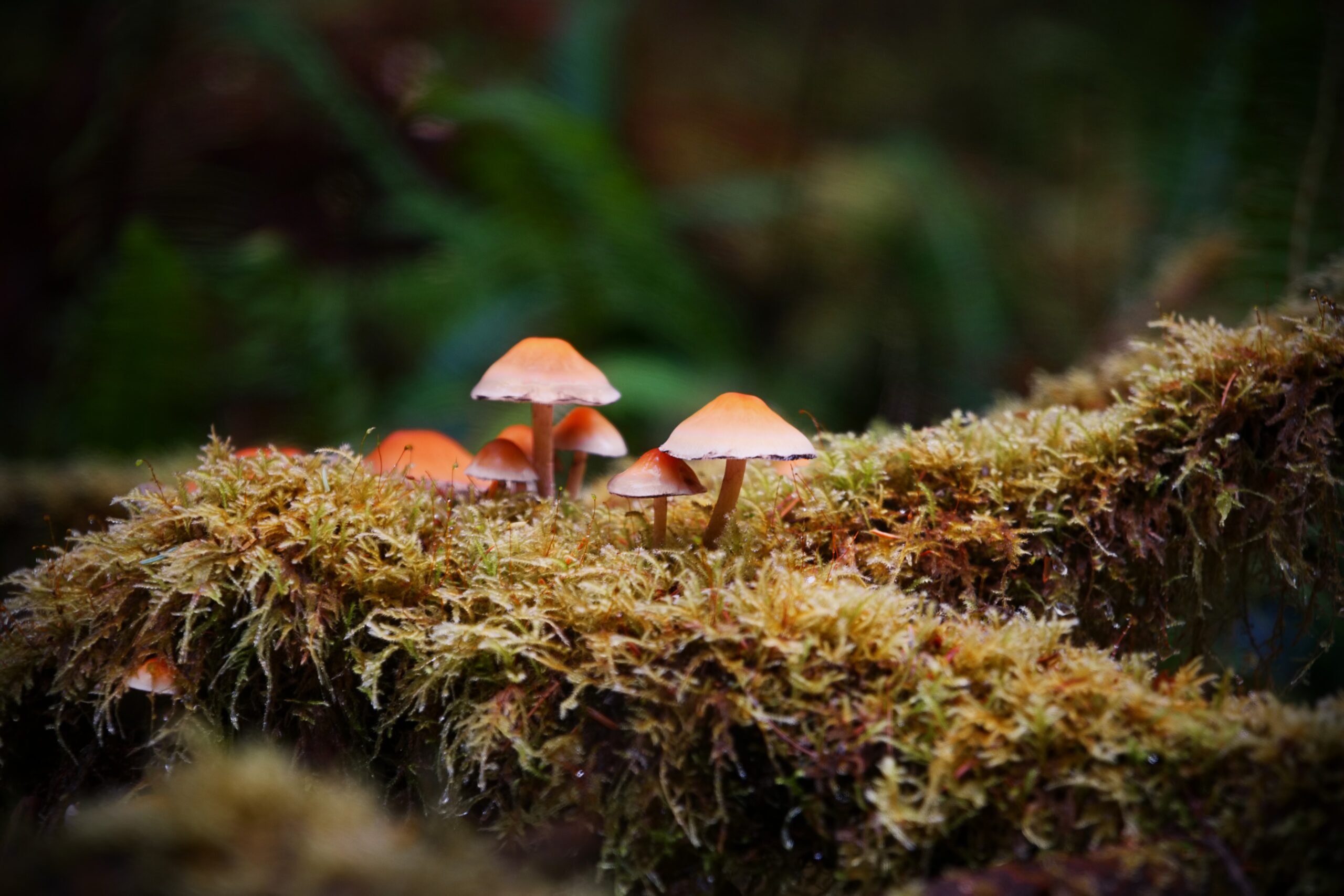 Mushrooms on moss