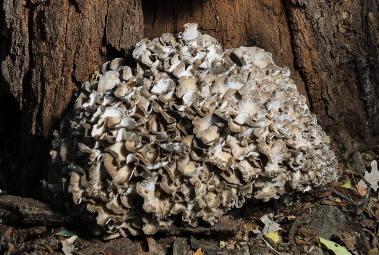 Hen of the Woods