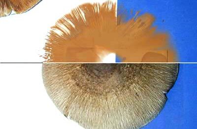A spore print