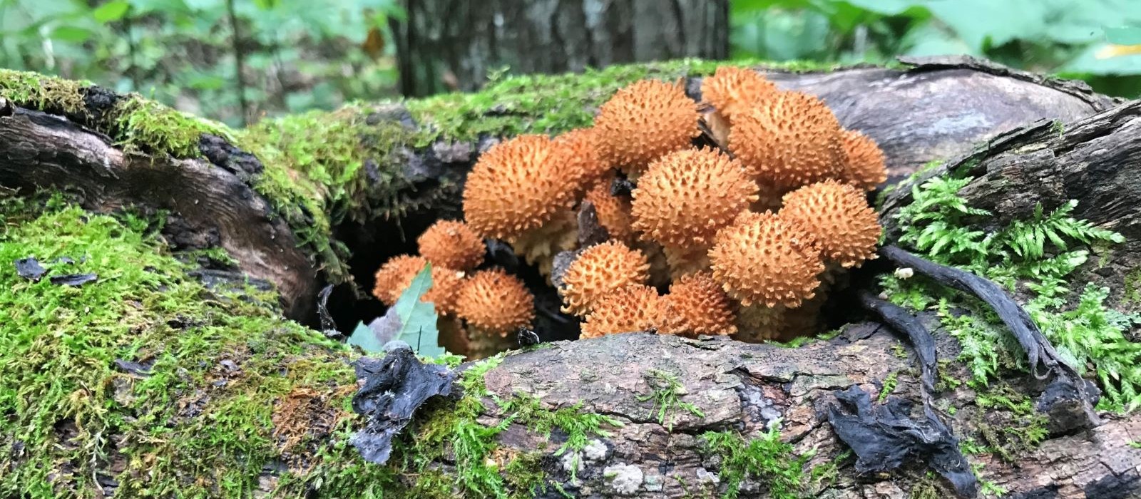Pholiota-squarrosa Join the MMS to find mushrooms like these.