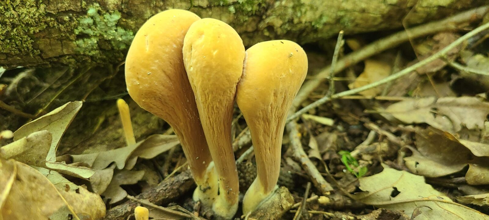 Yellow club fungi on ground