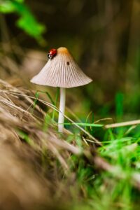 ladybug on a mushroom