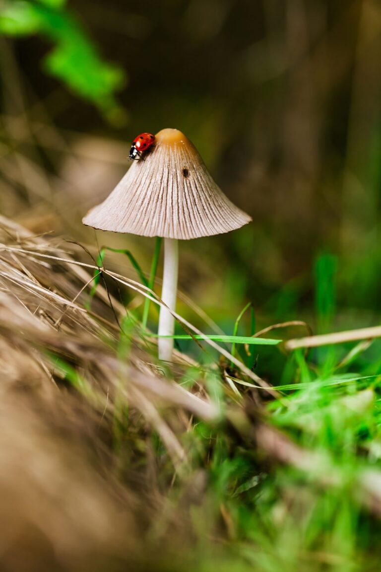 ladybug on a mushroom