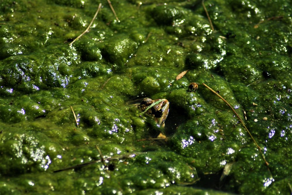 A frog in swamp water