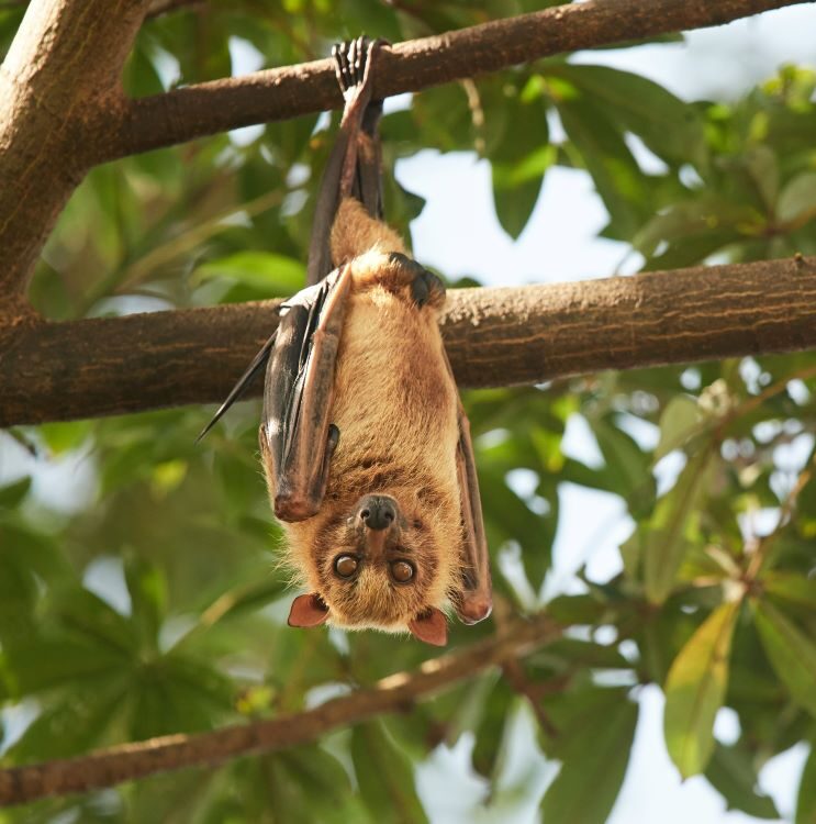 A brown bat hanging in a tree