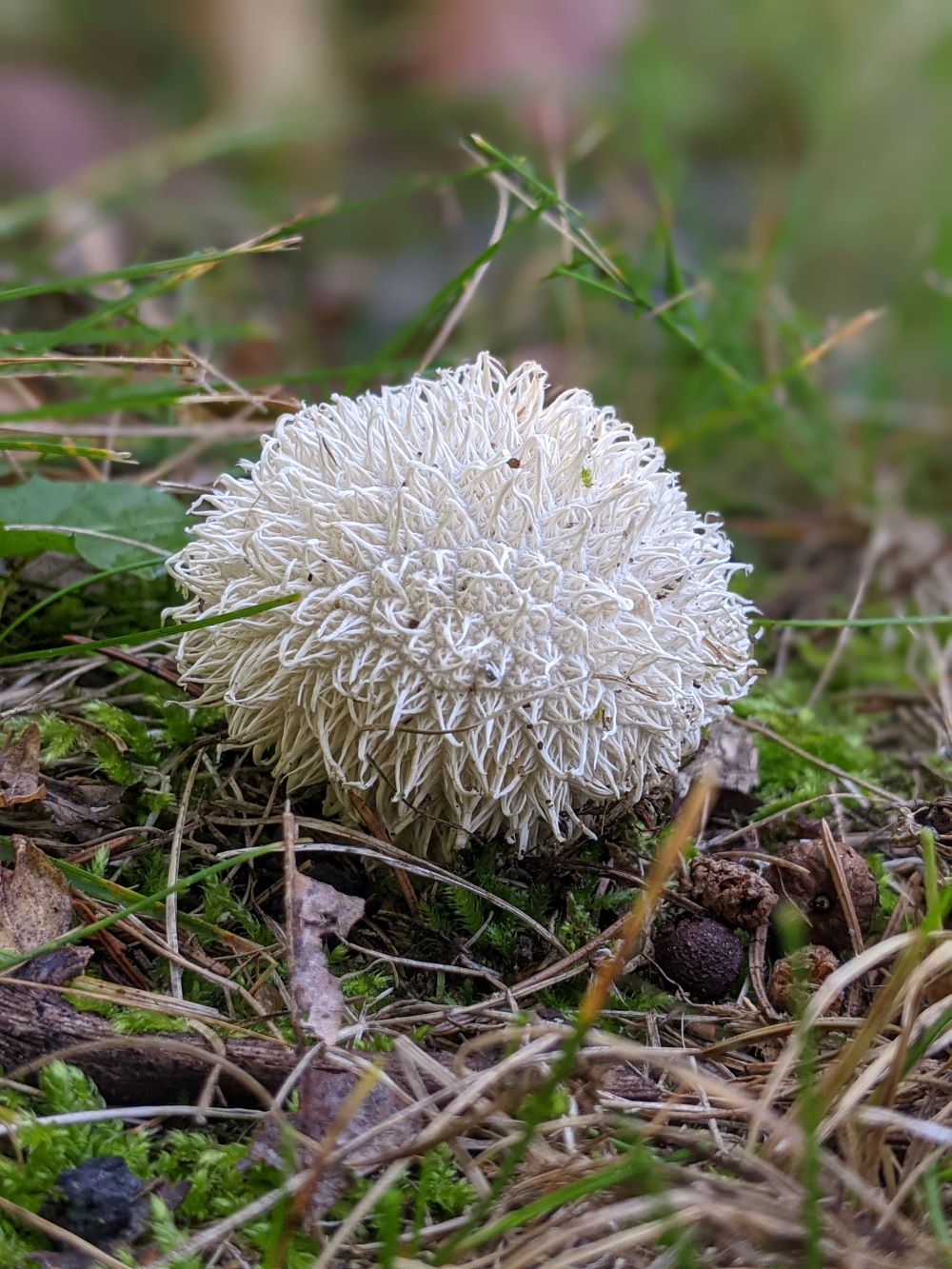 Spiny puffball