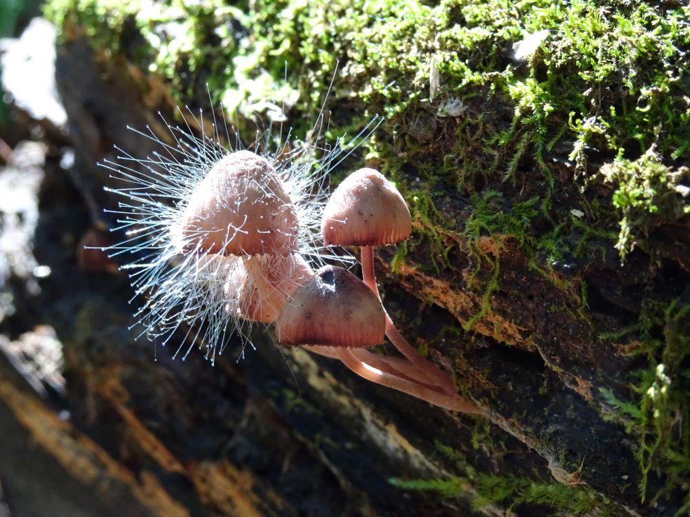 Parasitized Mushroom