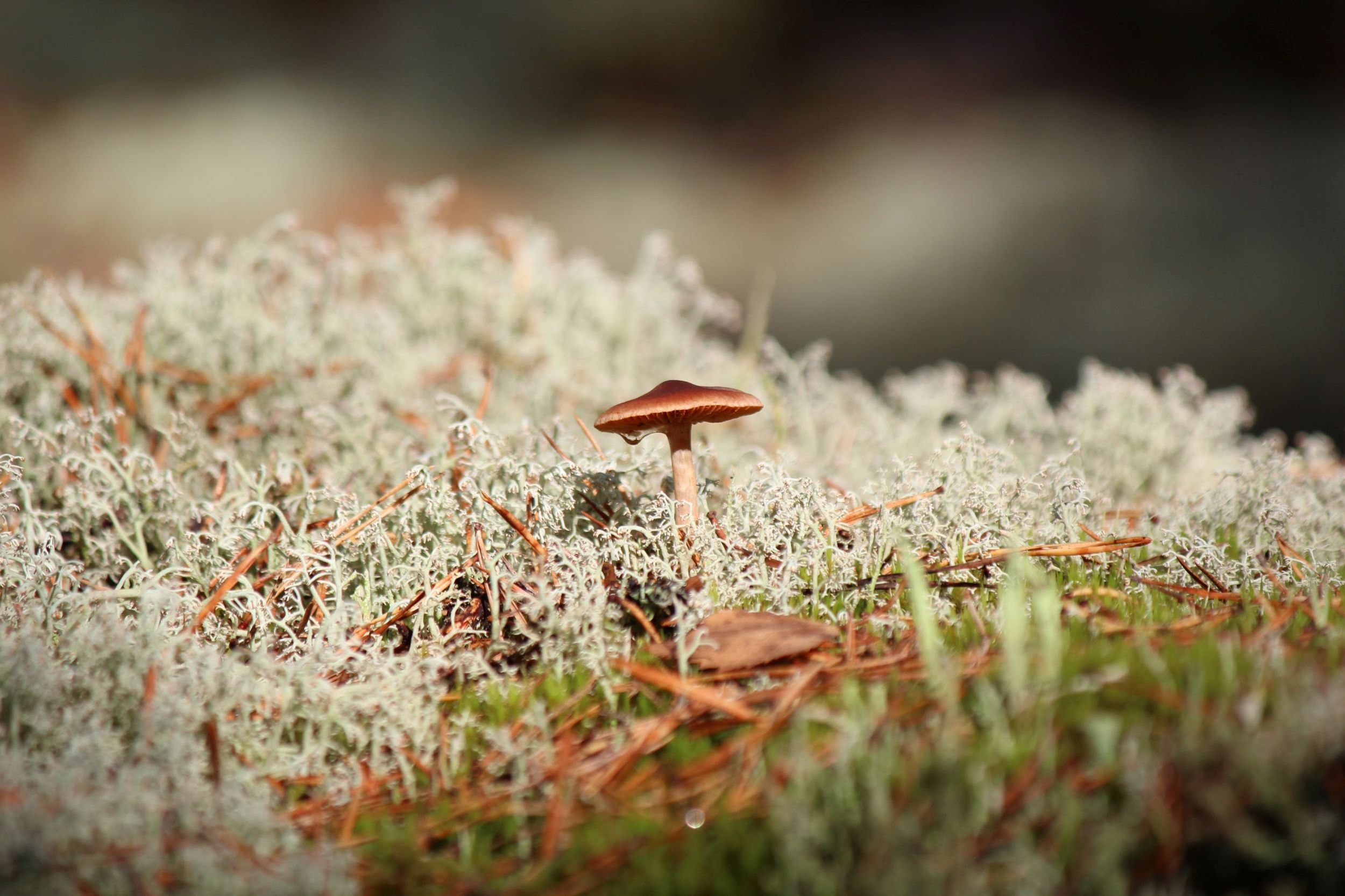 tiny brown mushroom