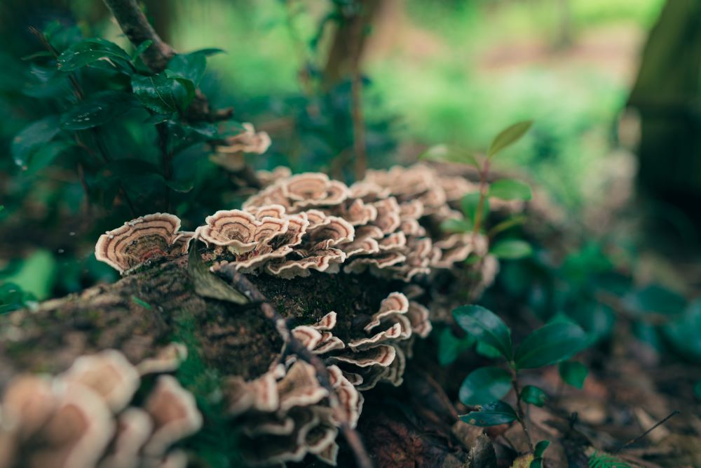 Turkeytail mushrooms on a log