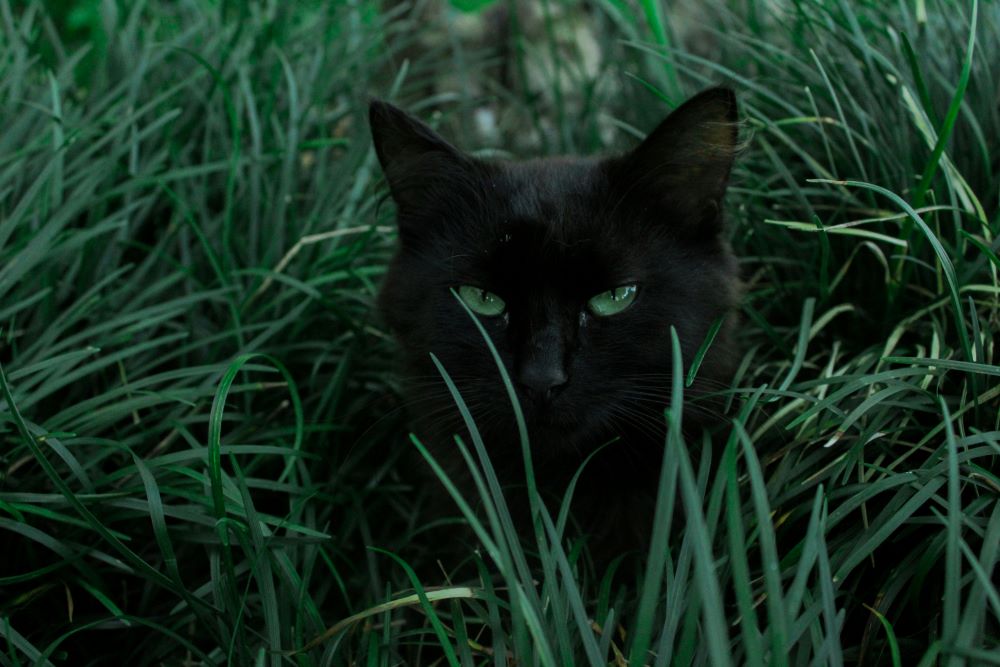 Black cat in the grass.